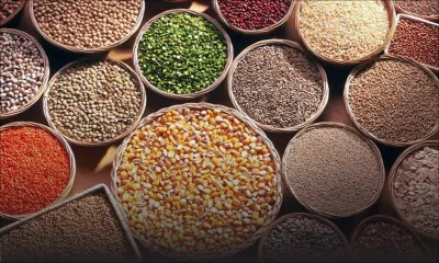 Consommation  : gros pois et dholl plus chers en raison d’une mauvaise récolte