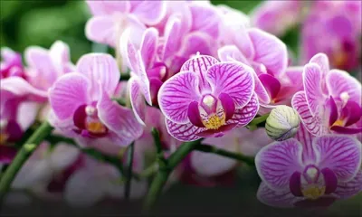 L’orchidée fait son show