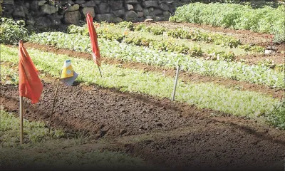 Saison sèche : Canne à sucre et légumes menacés par le manque de pluie