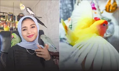 Noorifah et ses compagnons à plumes