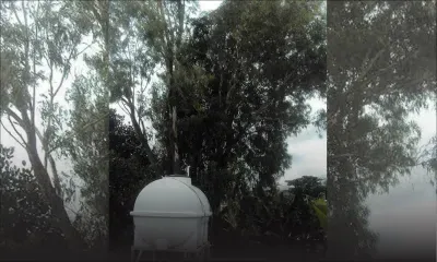 Route Bassin: un eucalyptus source de danger