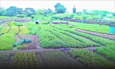 Investissement direct étranger : le Board of Investment vise Rs 15 milliards pour 2017