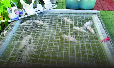 Ses Berry rouges retrouvés morts dans son bassin