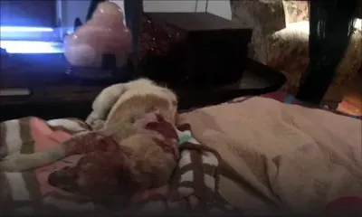 Lynché sur les réseaux sociaux : Clency nie avoir brûlé vif Dodo, le chien