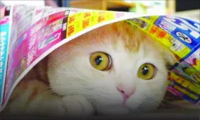 Le stress chez les animaux : mieux vaut prévenir que guérir