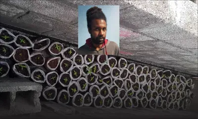 Du cannabis retrouvé dans une maison 