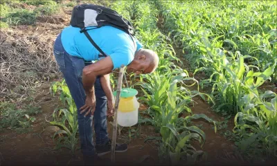 Chenille légionnaire : d’autres plantations sont à risque