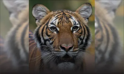 Un tigre d'un zoo de New York testé positif au coronavirus