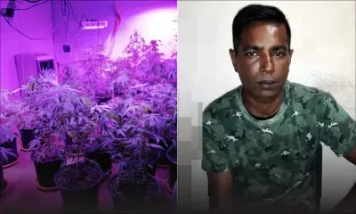 Drogue : un Senior Hospital Care Attendant arrêté pour culture de Skunk