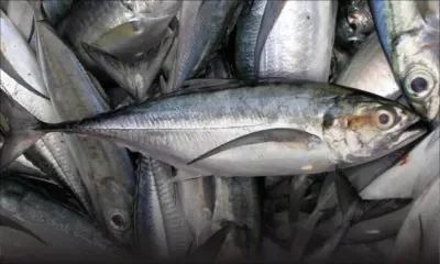 Étude sur les bancs de Saya de Malha : Maurice veut exploiter le ‘round scads’ et le ‘horse mackerel’