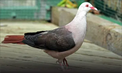 Journée mondiale de l’environnement: attention particulière aux espèces menacées d’extinction