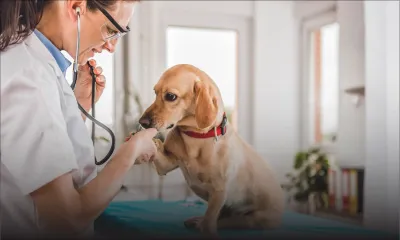 Les avantages de la stérilisation pour votre chien