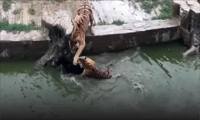 Chine : mécontents, les investisseurs d'un zoo jettent un âne aux tigres