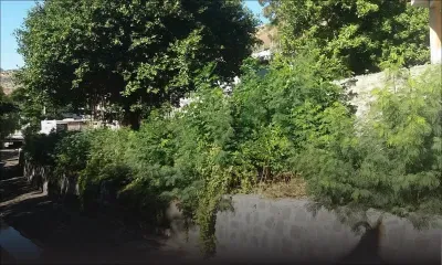 Près du Ruisseau Créole : quand la végétation envahit un quartier