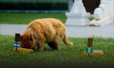 La Chine pleure "Tache blanche", son chat "devin"