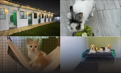 BowBow Pet Boarding : un paradis canin