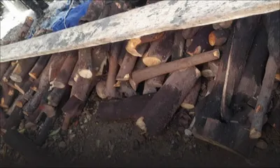 Saisie de la sst à Goodlands vendredi : la tonne de bois de santal volée dans une chasse