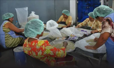 Consommation - grains secs : une pénurie à l’horizon