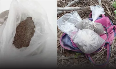 À Quatre-Bornes : l’Adsu découvre Rs 7,2 millions de «simik rouz» sur un terrain 