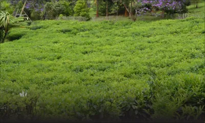 Agro-industrie : la relance de la production de thé incluse dans une stratégie globale 