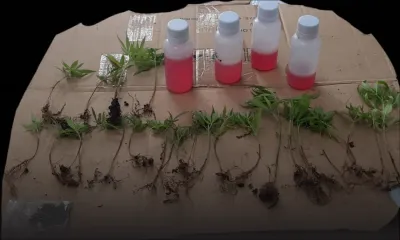Brisée-Verdière : des plants de cannabis et de la méthadone saisis chez un serveur