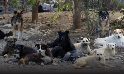 Puçage de chiens : la microchip caravan prend la route cette semaine