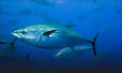 Bain-des-Dames: les pêcheurs veulent prendre le large