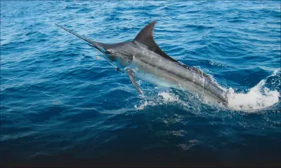 Les gros poissons trouvés dans les eaux mauriciennes