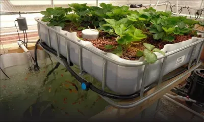 Aquaponie : quand l’aquariophile devient agriculteur