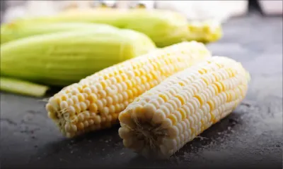 Maïs : une production en dents de scie