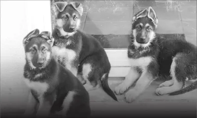 Arnaque : de faux chiens de race en vente sur Facebook