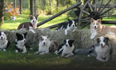 L’élevage clandestin tue les éleveurs attitrés