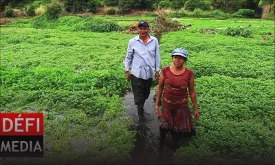Séquelles des intempéries : importation de légumes et compensation pour les planteurs