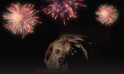 Pétards et animaux de compagnie : feu d’artifice de tensions