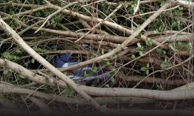 Petit Bel-Air : un arbre tombe sur une voiture