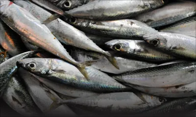 Poisson frais : pénurie et hausse des prix en ce début d’année