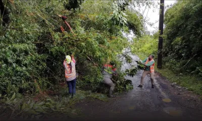 Post-Batsirai : Des endroits toujours sous la menace d’arbres dangereux