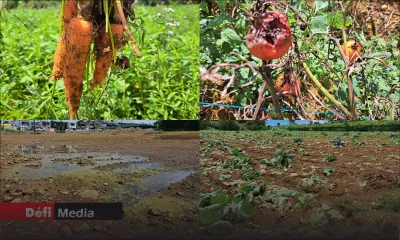 Pertes dans les champs : requête pour une assurance pour les planteurs de légumes
