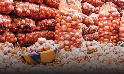 Oignons : se dirige-t-on vers la fin de la pénurie ? 