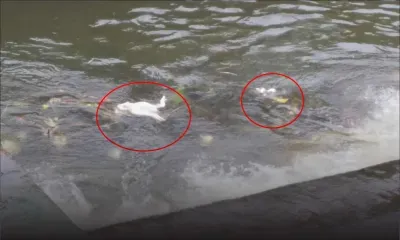 Carcasses de poulet jetées à La Nicolière : le poulailler opère dans l’illégalité