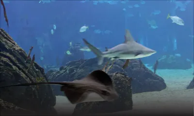 Biodiversité marine : l’UE finance une étude sur les raies et les requins