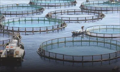 Aquaculture : des opposants évoquent une violation de leurs droits constitutionnels