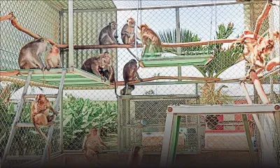 Les singes en captivité plus nombreux que ceux en liberté