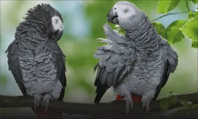 Alerte aux espèces menaçantes : des magasins animaliers dans le collimateur du ministère