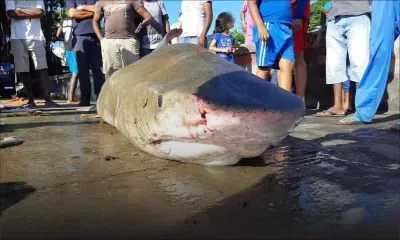 Eaux territoriales mauriciennes - Potentielles attaques de requins : la sonnette d’alarme tirée depuis longtemps