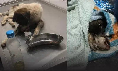 Acte de barbarie : un cas de cruauté envers un chien rapporté à la police