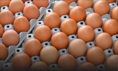 Rose-Belle : 3 suspects, dont deux jeunes de 19 ans, volent 360 œufs