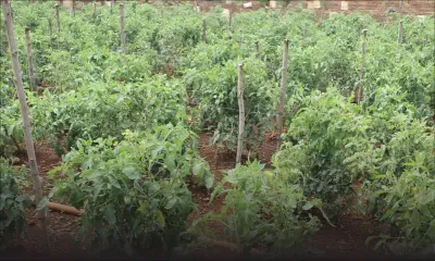 Accord MSPA/Gouvernement : dix ans nécessaires pour récupérer les 2 000 arpents