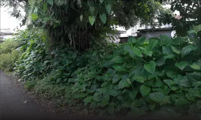 Courrier des lecteurs - à Lislet-Geoffroy, Curepipe : un terrain en friche incommode les habitants 