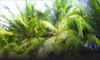 Livraison de 50 cocotiers à la Tourism Authority: il attend son argent depuis janvier